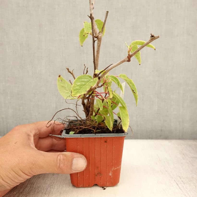 Esimerkki kesällä toimitetusta Minikiivi Ken's Red emikasvi 8/9 cm taimiruukku-taimesta