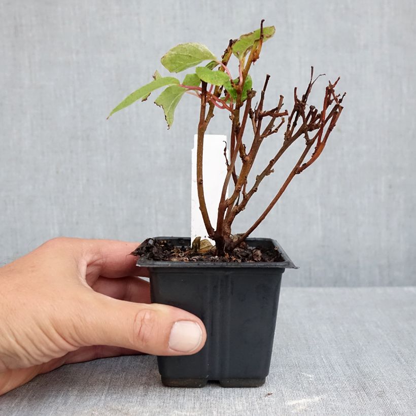 Esimerkki syksyllä toimitetusta Minikiivi Ken's Red emikasvi 8/9 cm taimiruukku-taimesta