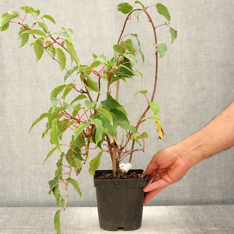 Esimerkki kesällä toimitetusta Minikiivi Ken's Red emikasvi 1,5 litran / 2 litran kannu-taimesta