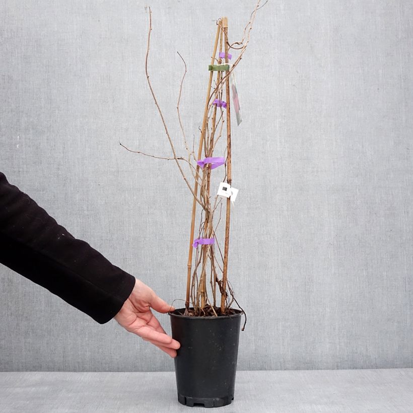 Esimerkki talvella toimitetusta Kiwi arguta Mariered (femelle) - Kiwaï - Actinidia arguta Pot de 2L/3L-taimesta