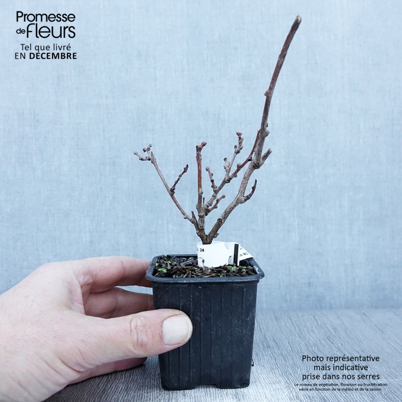 Esimerkki syksyllä toimitetusta Minikiivi var. purpurea emikasvi 8/9 cm taimiruukku-taimesta