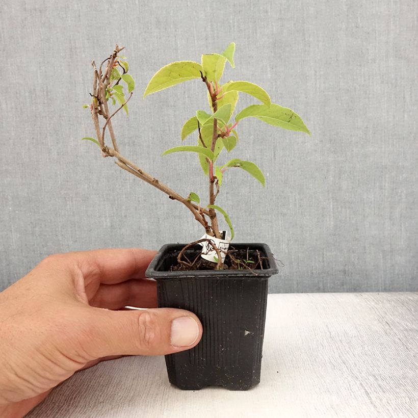 Esimerkki kesällä toimitetusta Minikiivi var. purpurea emikasvi 8/9 cm taimiruukku-taimesta