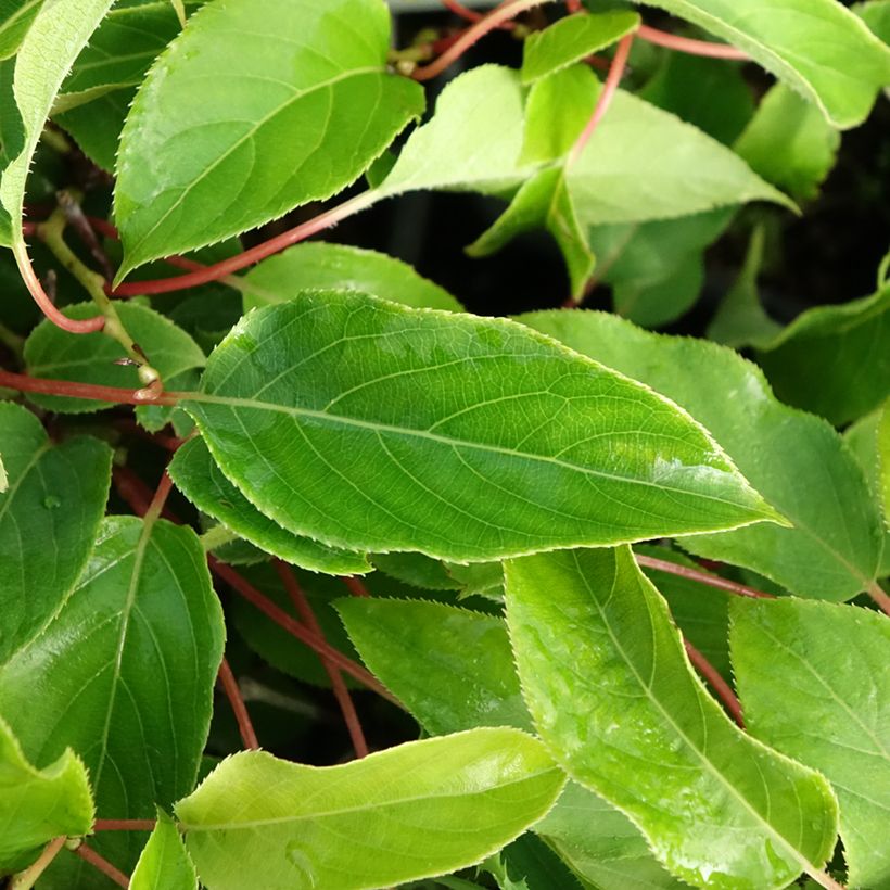 Minikiivi var. purpurea emikasvi (Lehvistö)