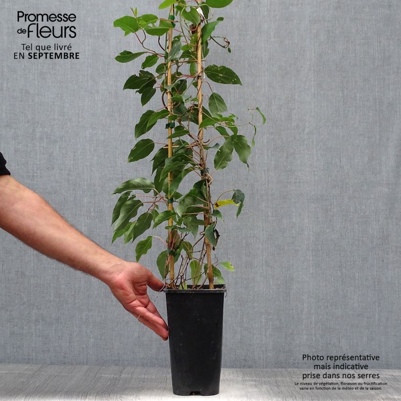 Esimerkki syksyllä toimitetusta Minikiivi var. purpurea emikasvi 2 litran/3 litran ruukku-taimesta