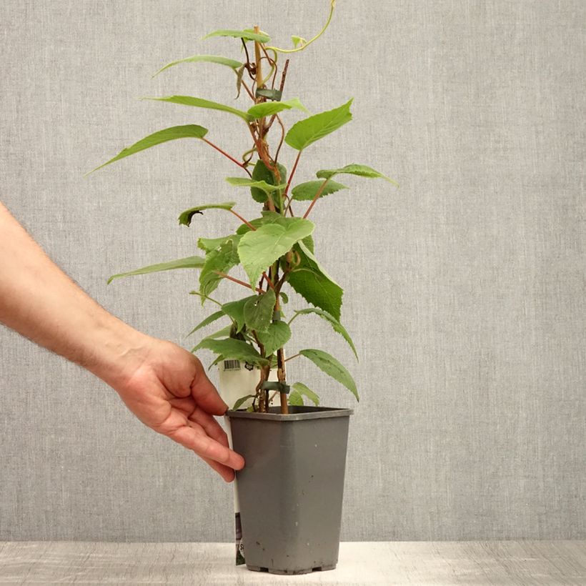 Esimerkki kesällä toimitetusta Minikiivi var. purpurea emikasvi 2 litran/3 litran ruukku-taimesta