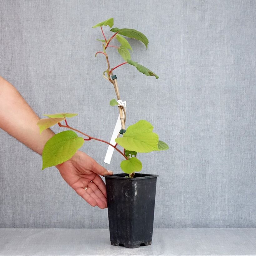 Esimerkki kesällä toimitetusta Kiwi autofertile Herma - Actinidia chinensis Pot de 1,5L/2L-taimesta
