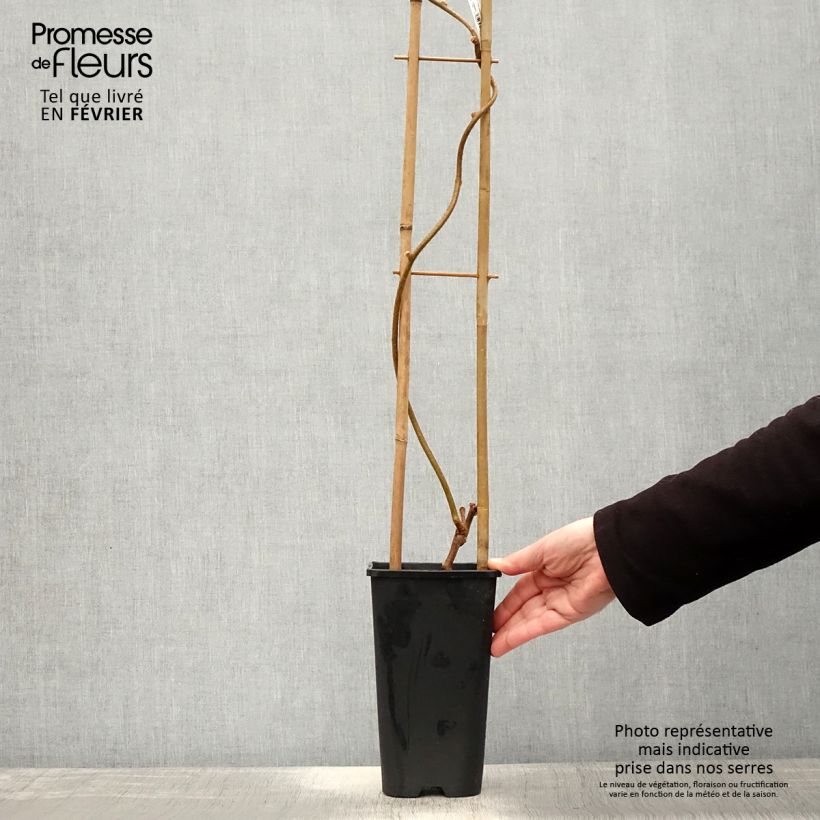 Esimerkki talvella toimitetusta Kiwi autofertile Herma - Actinidia chinensis Pot de 3L/4L-taimesta