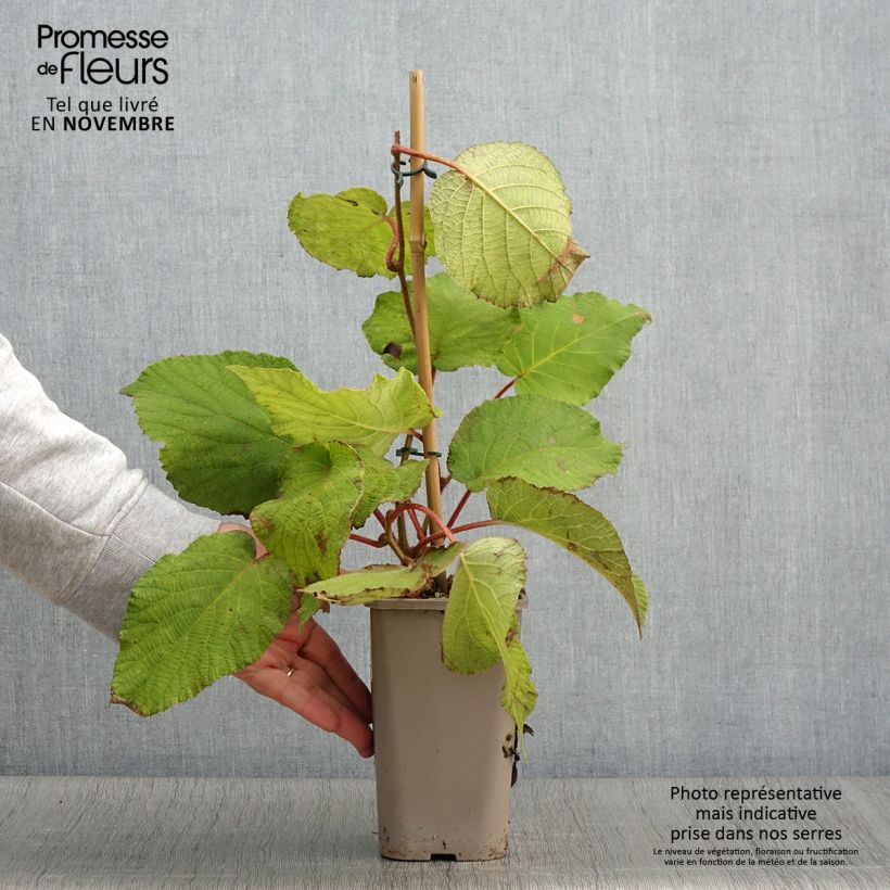 Esimerkki syksyllä toimitetusta Kiwi Petite Homme (femelle) - Actinidia deliciosa Pot de 2L/3L-taimesta