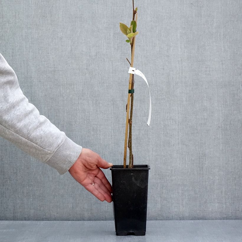 Esimerkki keväällä toimitetusta Kiwi jaune Minkimale mâle - Actinidia chinensis Pot de 1,5L/2L-taimesta