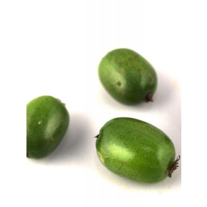 Minikiivi Vitikiwi (Sadonkorjuu)
