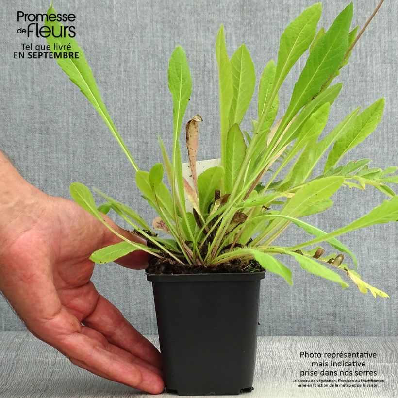 Esimerkki kesällä toimitetusta Ketoruusuruoho - Knautia arvensis Taimiruukku 8/9 cm-taimesta