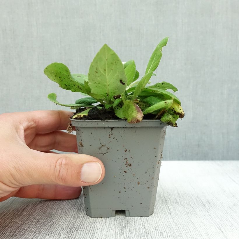 Esimerkki syksyllä toimitetusta Etelänruusuruoho Mars Midget 8/9 cm taimiruukku-taimesta