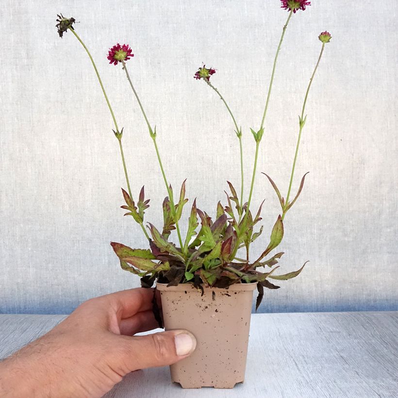 Esimerkki kesällä toimitetusta Etelänruusuruoho Mars Midget Taimiruukku 8/9 cm-taimesta