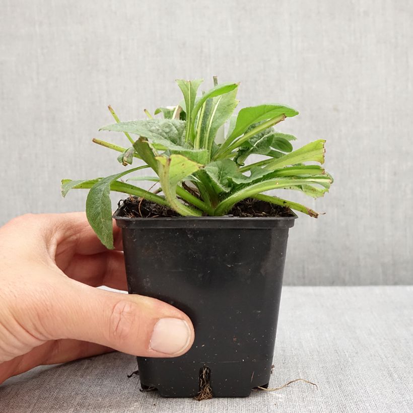 Esimerkki syksyllä toimitetusta Etelänruusuruoho Red Knight 8/9 cm taimiruukku-taimesta
