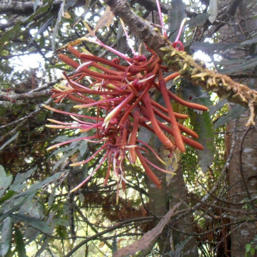 Knightia excelsa (Kukinta)