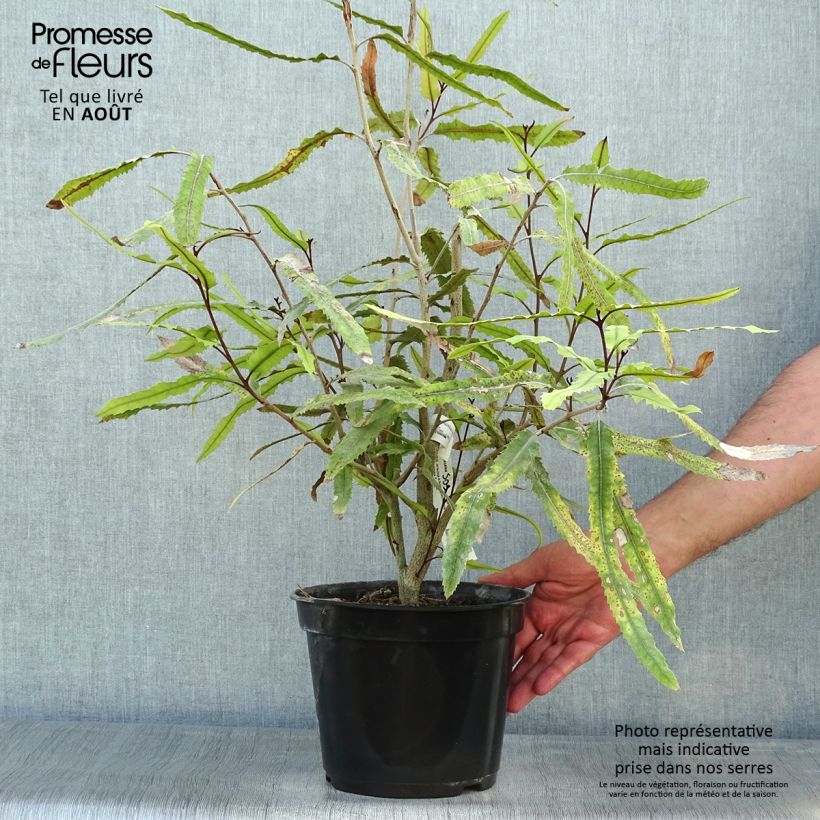Esimerkki kesällä toimitetusta Knightia excelsa Pot de 3L/4L-taimesta