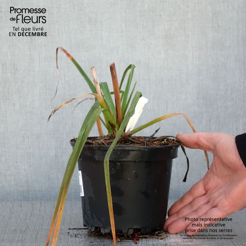 Esimerkki syksyllä toimitetusta Kniphofia Alcazar - Tritoma Alcazar Pot de 2L/3L-taimesta