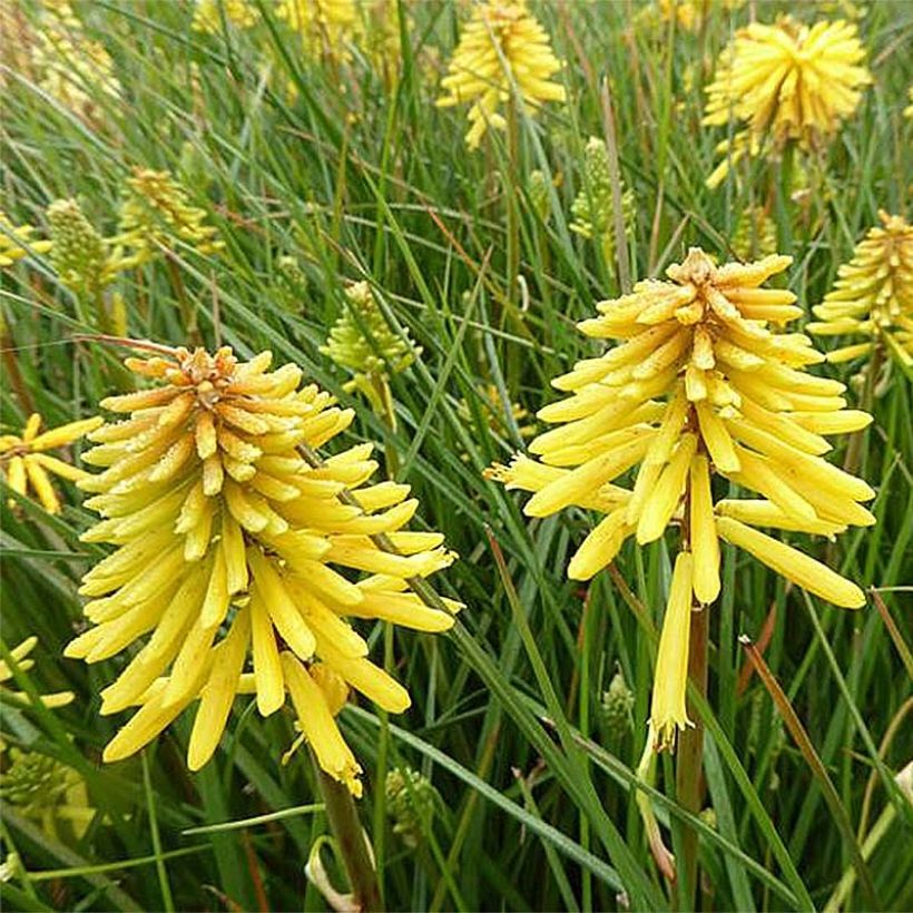 Soihtulilja Banana Popsicle (Kukinta)
