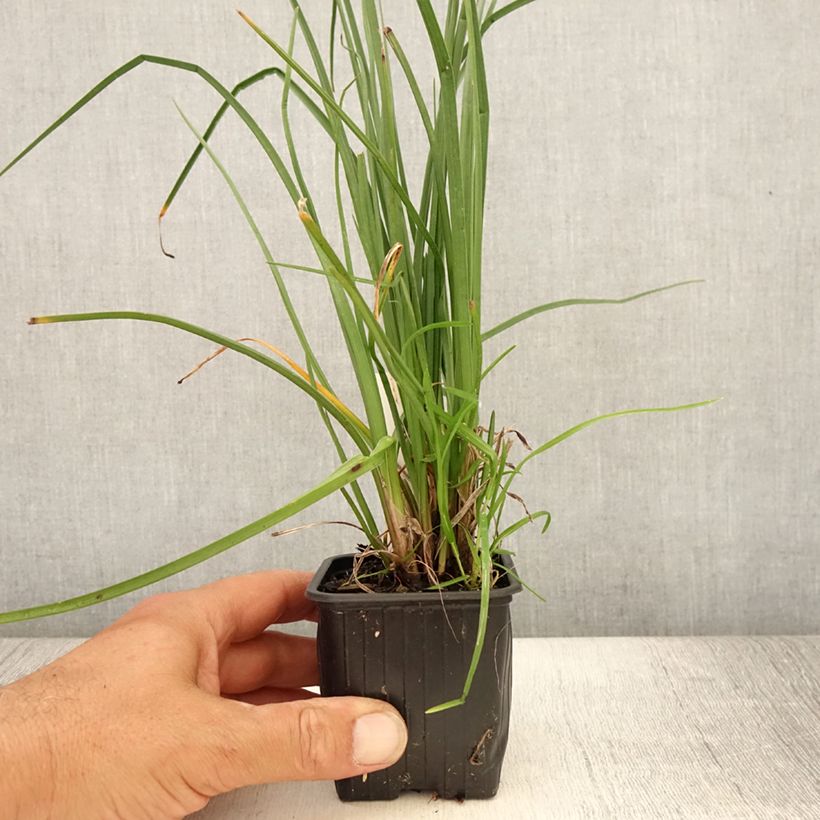 Esimerkki kesällä toimitetusta Soihtulilja Bees Lemon Taimiruukku 8/9 cm-taimesta