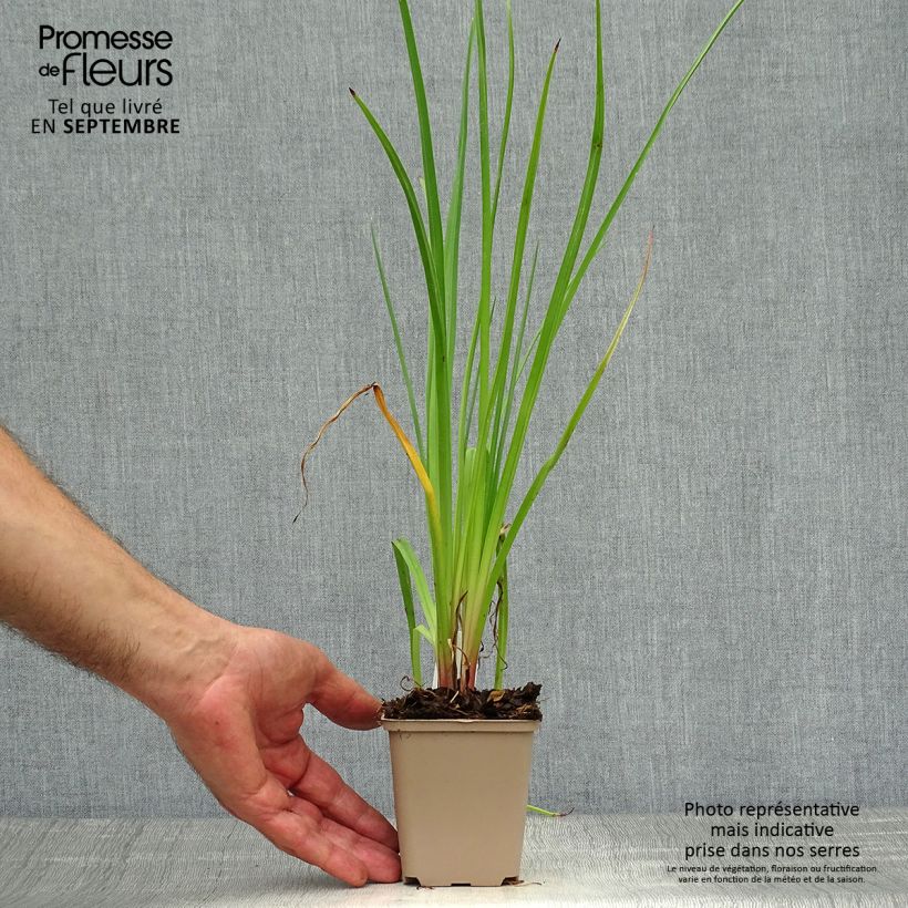 Esimerkki syksyllä toimitetusta Soihtulilja - Kniphofia citrina 8/9 cm taimiruukku-taimesta