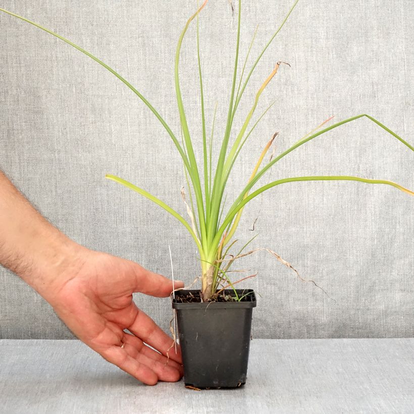 Esimerkki kesällä toimitetusta Soihtulilja Green Jade Godet de 8/9 cm-taimesta