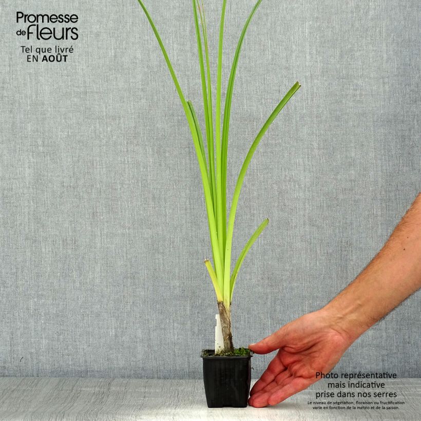 Esimerkki kesällä toimitetusta Soihtulilja - Kniphofia rooperi Godet de 8/9 cm-taimesta