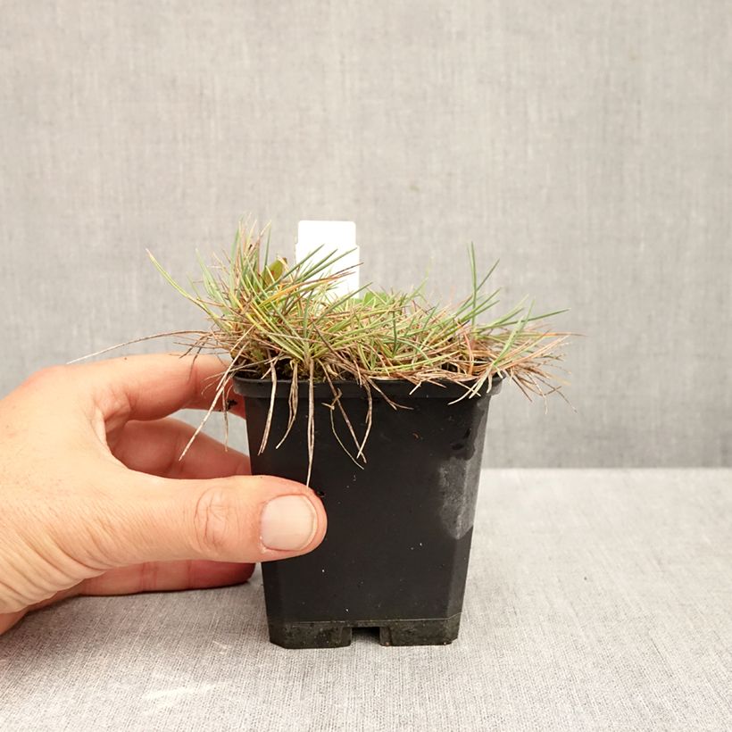 Esimerkki syksyllä toimitetusta Hopeatoppo - Koeleria glauca 8/9 cm taimiruukku-taimesta