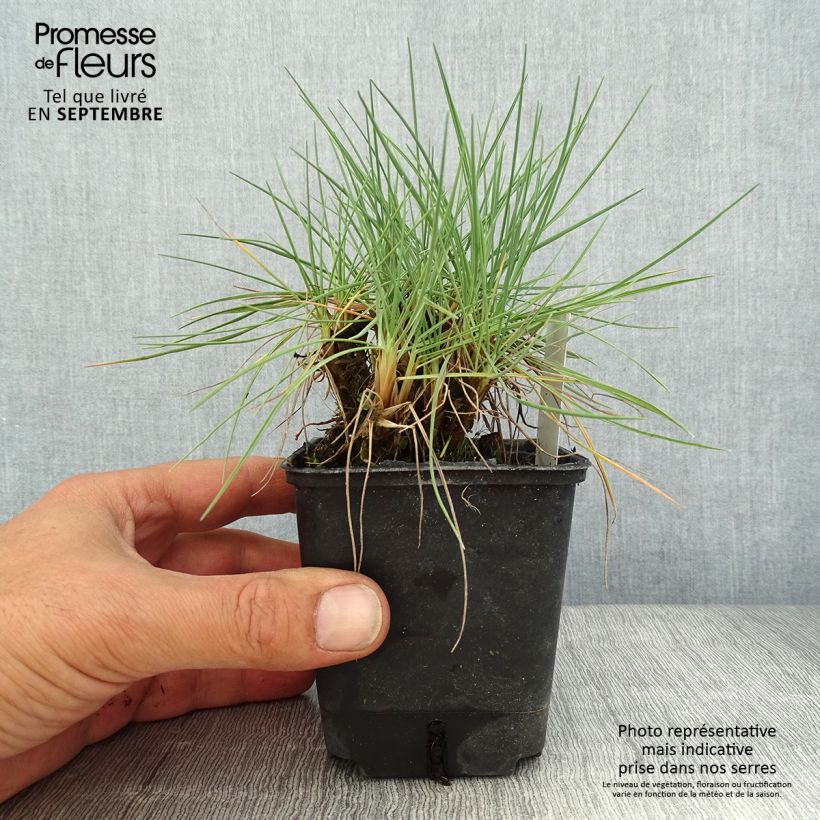 Esimerkki kesällä toimitetusta Hopeatoppo - Koeleria glauca Godet de 8/9 cm-taimesta