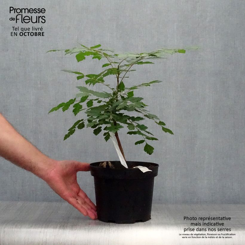 Esimerkki syksyllä toimitetusta Rakkopuu - Koelreuteria paniculata 3 litran/4 litran ruukku-taimesta