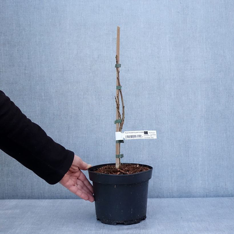 Esimerkki talvella toimitetusta Koelreuteria paniculata - Savonnier de Chine Pot de 3L/4L-taimesta
