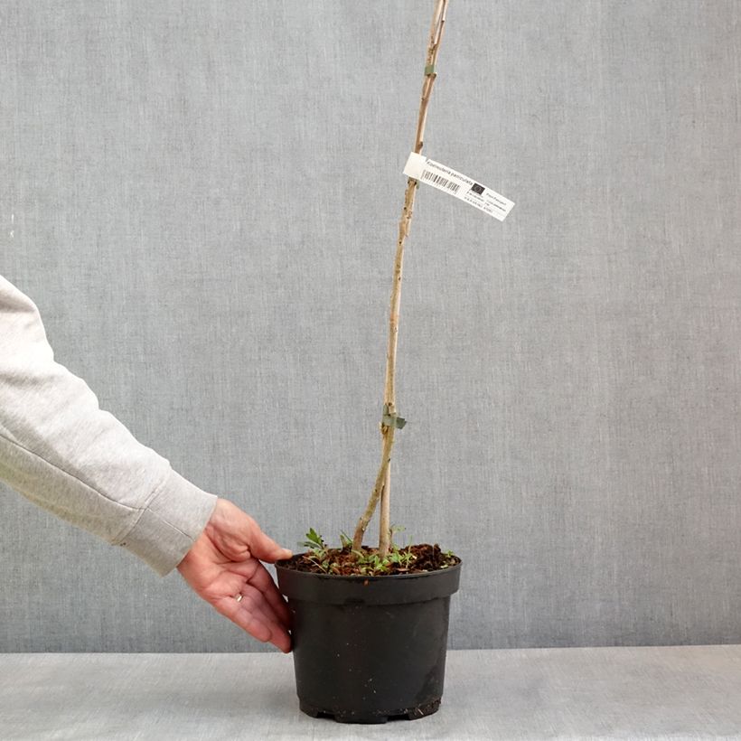 Esimerkki keväällä toimitetusta Rakkopuu - Koelreuteria paniculata Pot de 3L/4L-taimesta
