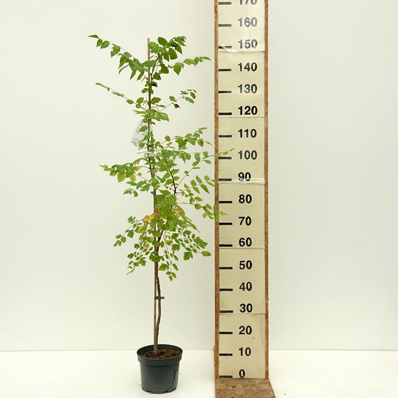 Esimerkki kesällä toimitetusta Rakkopuu - Koelreuteria paniculata 7,5 litran / 10 litran ruukku-taimesta