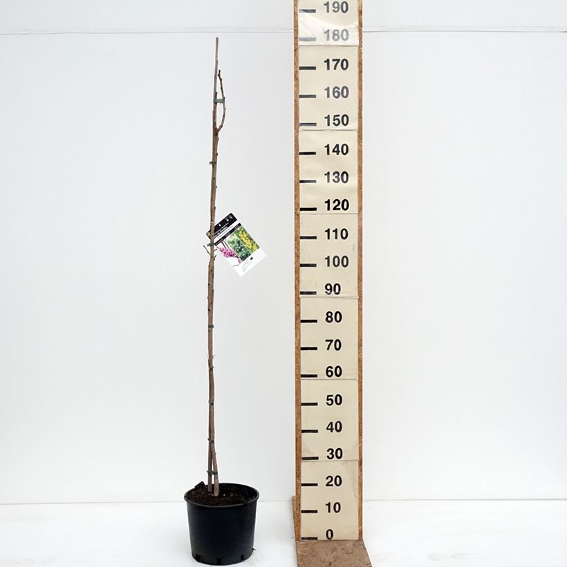 Esimerkki talvella toimitetusta Rakkopuu - Koelreuteria paniculata Pot de 7,5L/10L-taimesta