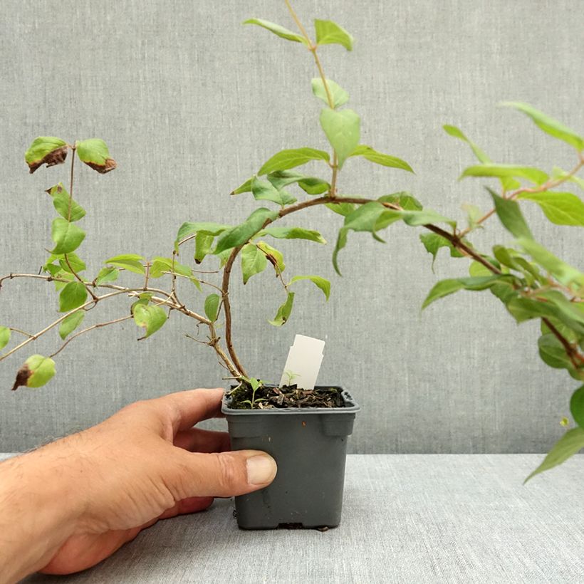 Esimerkki kesällä toimitetusta Kellokuusama Pink Cloud 8/9 cm taimiruukku-taimesta
