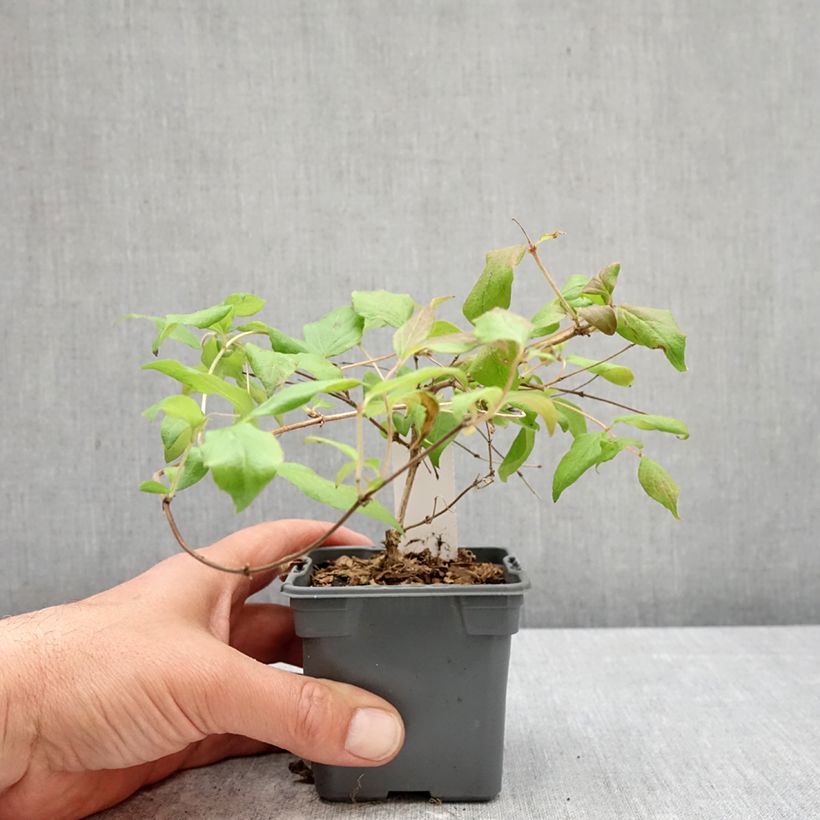 Esimerkki keväällä toimitetusta Kellokuusama Pink Cloud Taimiruukku 8/9 cm-taimesta