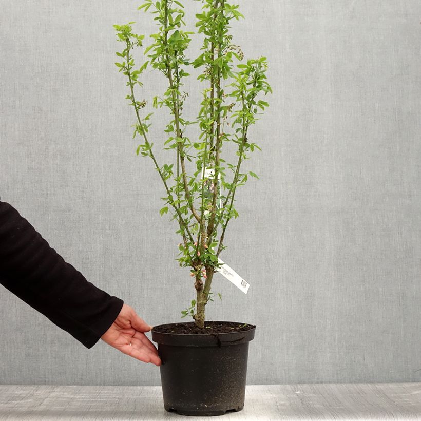 Esimerkki keväällä toimitetusta Laburnocytisus adamii Pot de 4L/5L-taimesta