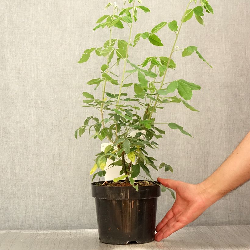 Esimerkki kesällä toimitetusta Etelänkultasade - Laburnum anagyroides Ruukku 2L / 3L-taimesta