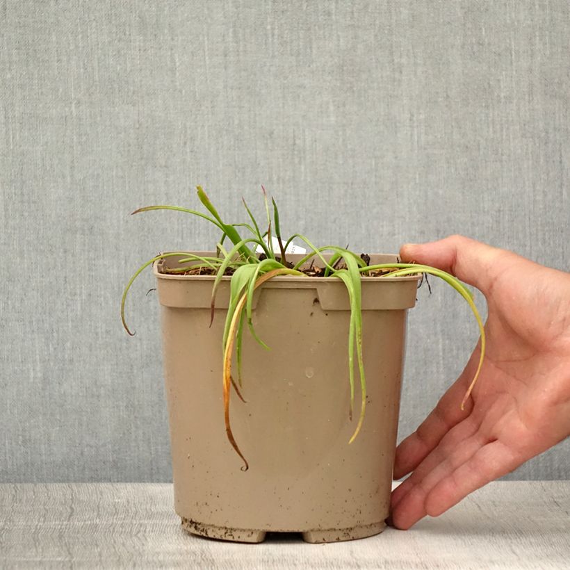 Esimerkki kesällä toimitetusta Pisara African Beauty Namakwa Pot de 2L/3L-taimesta