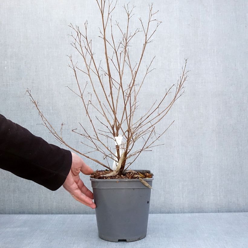 Esimerkki keväällä toimitetusta Kiinankutrio Camaïeu d'Ete Ruukku 4L / 5L-taimesta