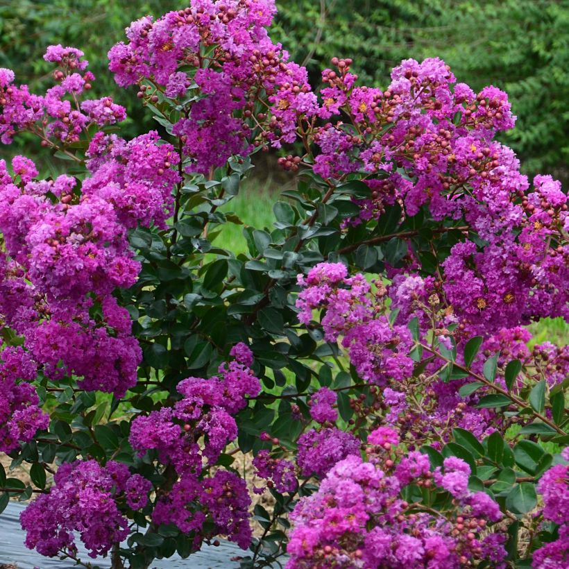 Kiinankutrio Violet d'Ete indyvio (Kukinta)