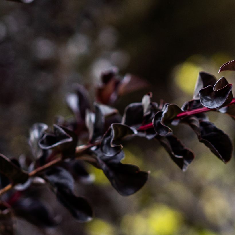 Kiinankutrio Black Diamond Lavender Lace (Lehvistö)