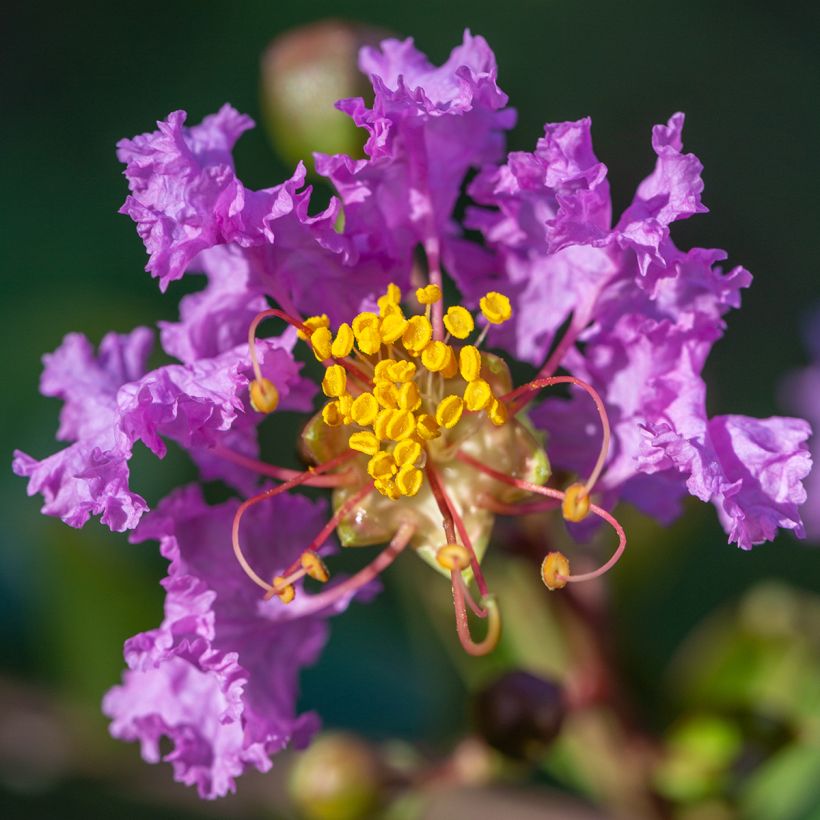 Kiinankutrio Black Diamond Lavender Lace (Kukinta)