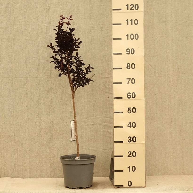Esimerkki kesällä toimitetusta Kiinankutrio Black Diamond Lavender Lace Ruukku 7,5L / 10L-taimesta