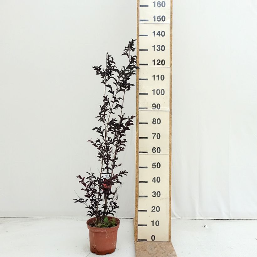 Esimerkki kesällä toimitetusta Kiinankutrio Black Solitaire Crimson Red Pot de 3L/4L-taimesta