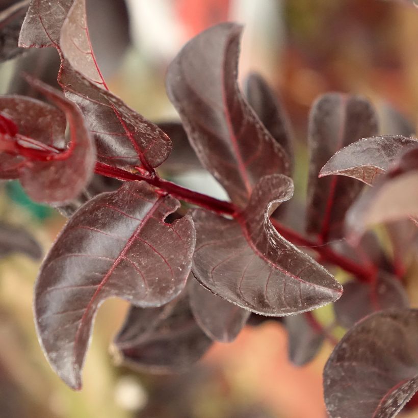 Kiinankutrio Black Solitaire Crimson Red (Lehvistö)