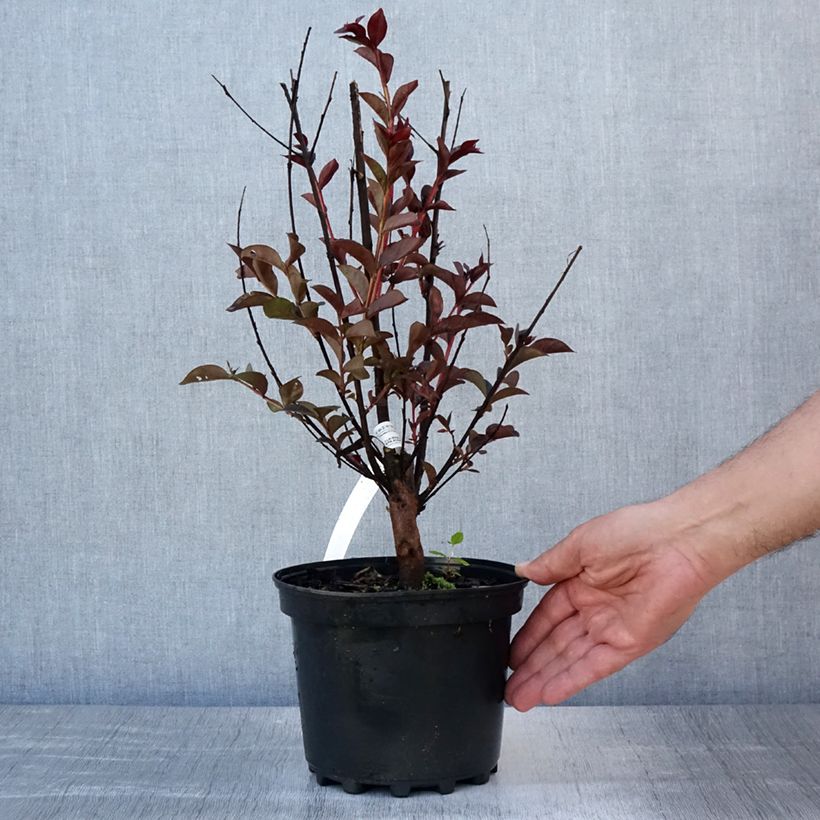 Esimerkki kesällä toimitetusta Kiinankutrio Black Solitaire Purely Purple Ruukku 3L / 4L, Buisson-taimesta