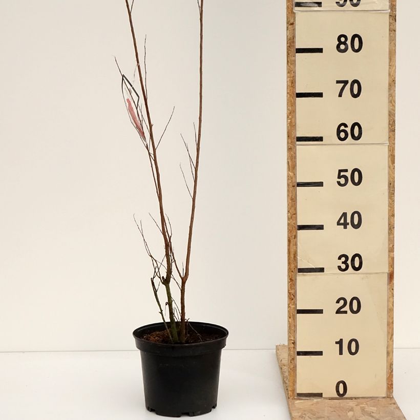 Esimerkki talvella toimitetusta Lagerstroemia indica Black Solitaire (Black Diamond) Red Hot - Lilas des Indes Pot de 4L/5L-taimesta