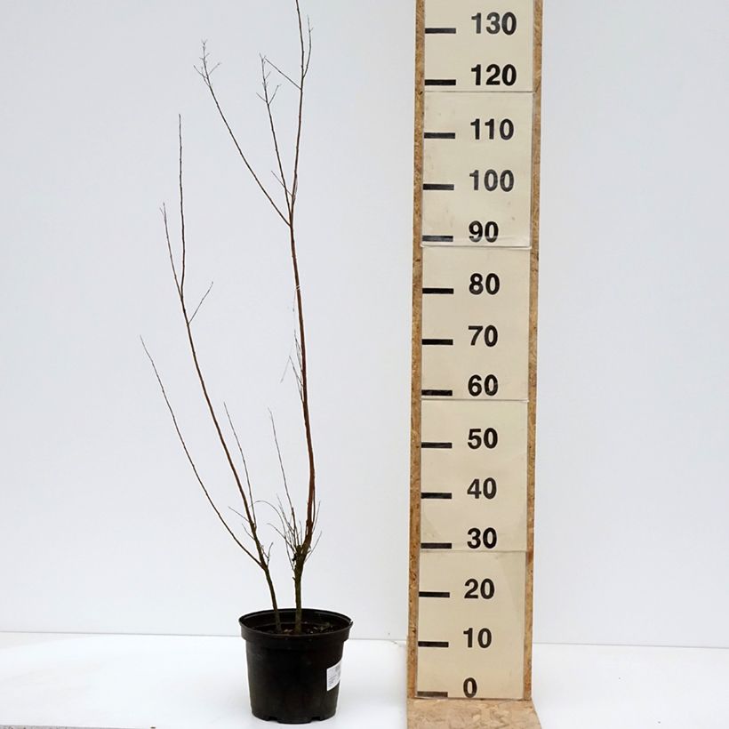 Esimerkki keväällä toimitetusta Kiinankutrio Black Solitaire Red Hot Pot de 4L/5L-taimesta
