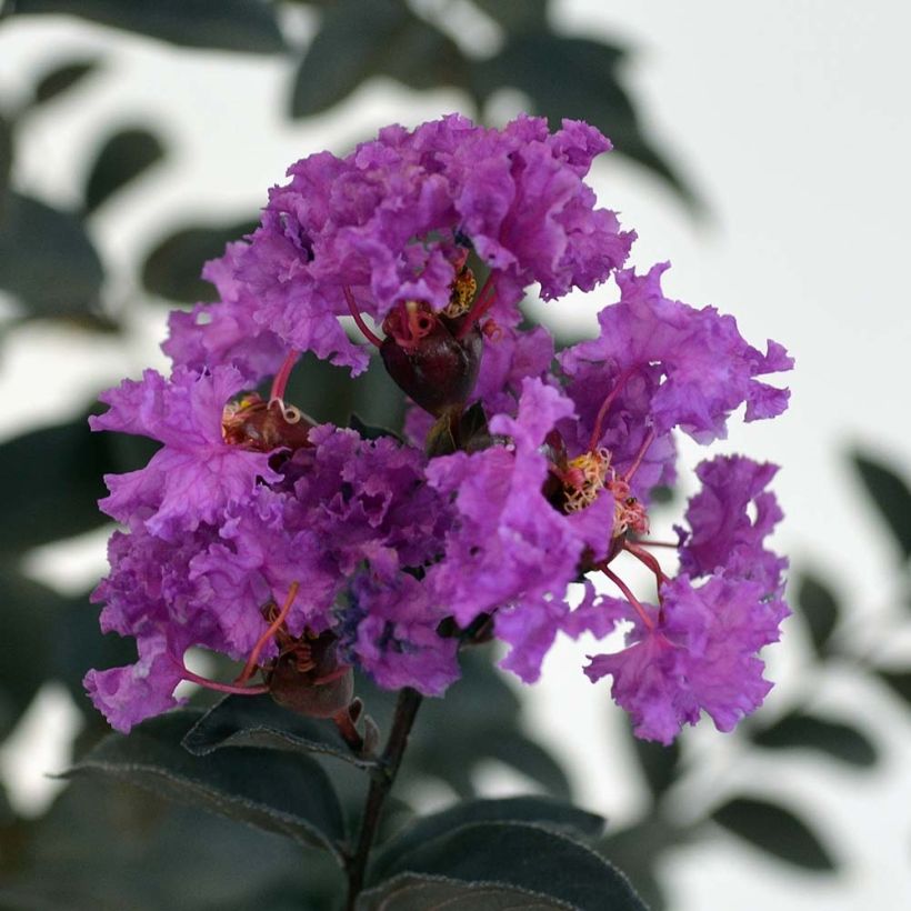 Kiinankutrio Black Solitaire Purely Purple (Kukinta)