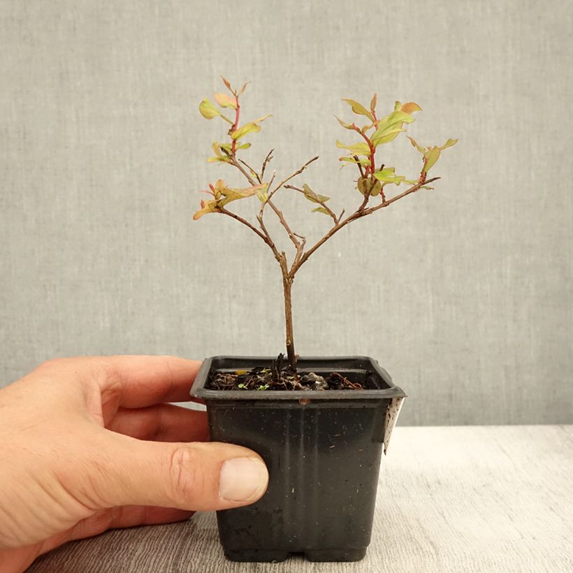 Esimerkki syksyllä toimitetusta Kiinankutrio Cherry 8/9 cm taimiruukku-taimesta